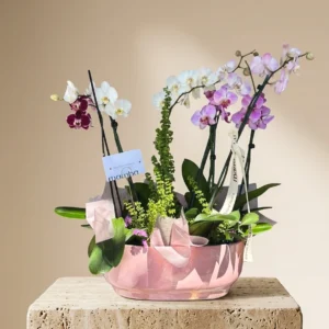 ORCHIDS GARDEN